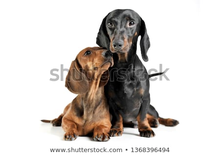 [[stock_photo]]: Studio Shot Of An Adorable Dachshund