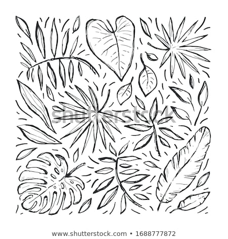 Foto d'archivio: Palm Leaves Pattern Tropic Vector Line Art Summer Poster Exotic Decorations