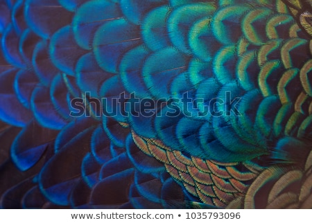 Stok fotoğraf: Peacock Feather On White