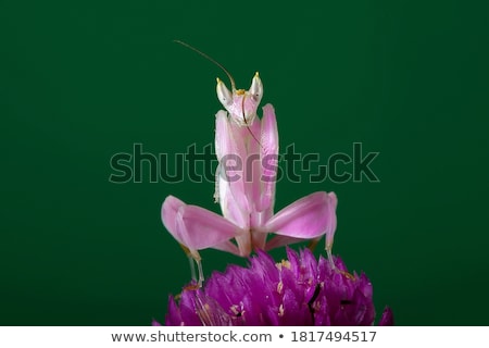ストックフォト: Pink Grasshopper