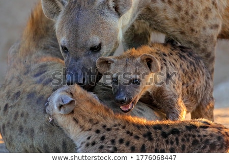 Stockfoto: Hyena Crocuta Crocuta