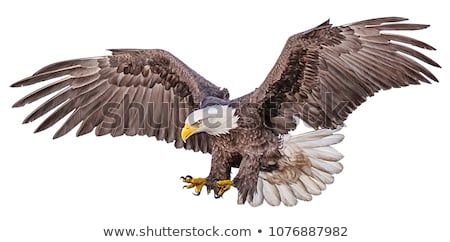 Foto stock: Eagle