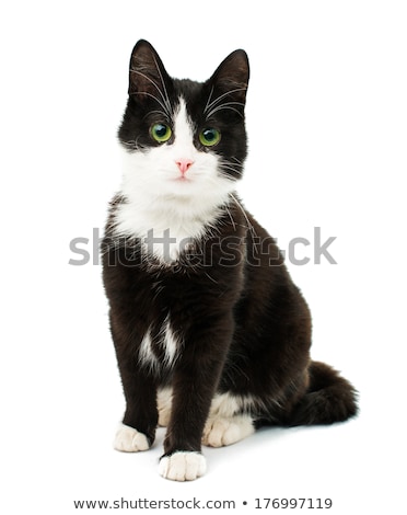 Imagine de stoc: Black And White Cat