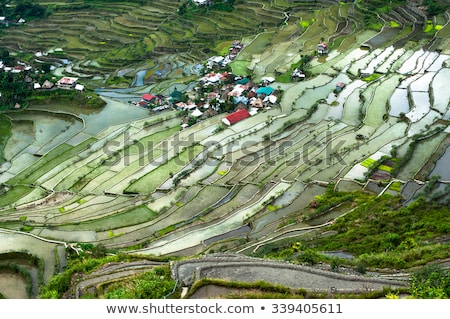 Stockfoto: Village Houses Near Rice Terraces Fields Banaue Philippines