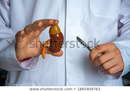 Zdjęcia stock: Hand Holding Model Of Human Kidney Organ At Body