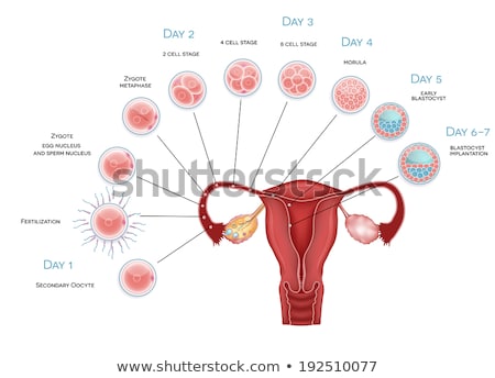 Stockfoto: Embryo Development Secondary Oocyte Ovulation Fertilization An