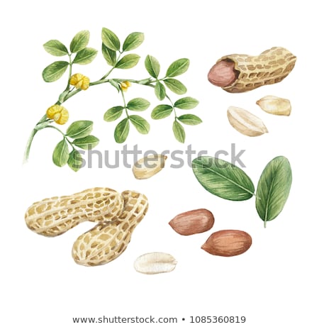 Stockfoto: Peanut On White Background Watercolor Illustration