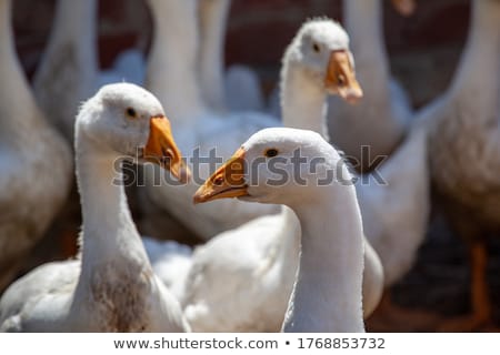 Stok fotoğraf: Domestic Goose