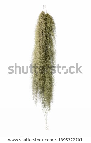 Stock photo: Spanish Moss In Aswamp