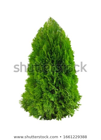 Сток-фото: Thuja