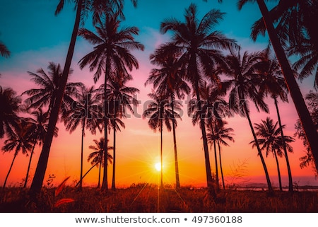 Zdjęcia stock: Silhouette Palm Trees At Sunset