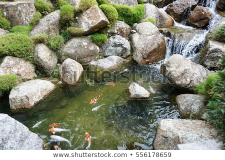 Stockfoto: Japanese Garden Koi Pond With Waterfall