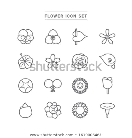 Foto stock: Icon Morning Glory