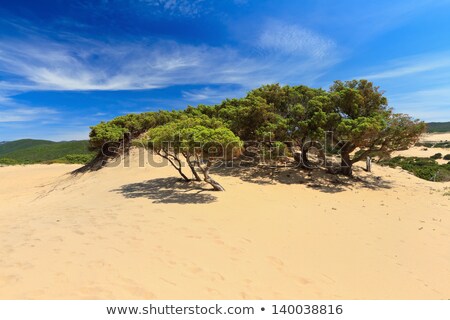 ストックフォト: Sardinia - Flowered Dune In Piscinas