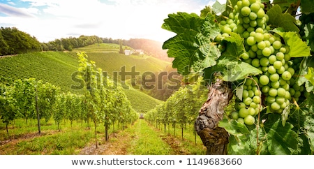 Foto stock: Evening View Of The Vineyards
