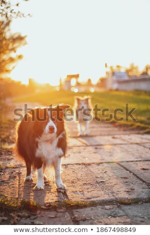 Foto d'archivio: Border Collie Sunset