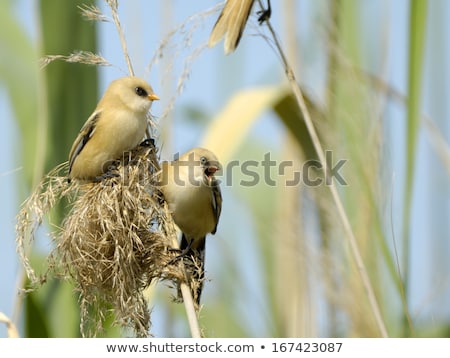 Foto stock: Bearded Tit Panurus Biarmicus