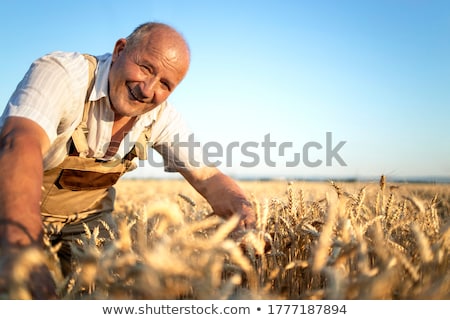 Stock fotó: Farmer In Wheat Field Inspecting Crop