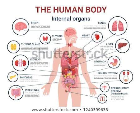 Stock fotó: Anatomy Of Human Mouth