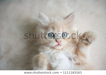 [[stock_photo]]: Hats · Blancs · Yeux · Bleus