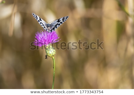 [[stock_photo]]: Ant Climbing In Colorful Spring Flower