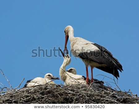 Stok fotoğraf: Young White Storks In The Nest