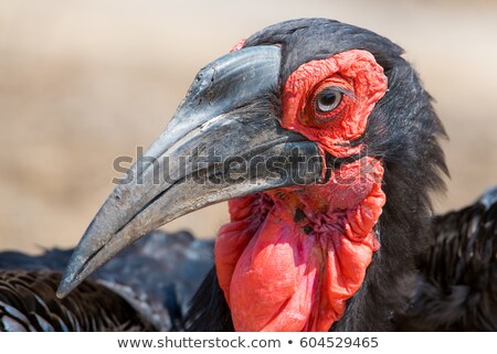 Stock fotó: Southern Ground Hornbill In The Kruger National Park South Africa