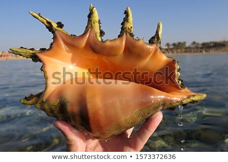 Stok fotoğraf: Sea Snail With Orange Inside