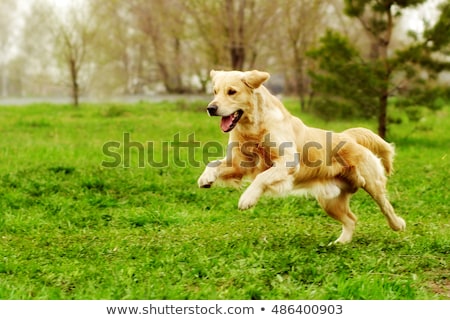 [[stock_photo]]: Beautiful Happy Dog Golden Retriever Running Around And Playing