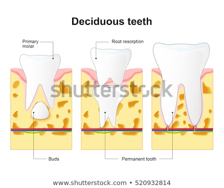 Сток-фото: Primary Tooth And Permanent Tooth Process Is Root Resorption