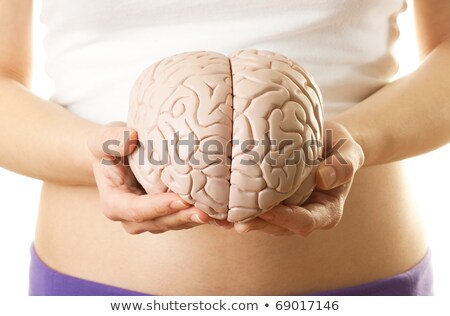 Foto stock: Hand Holds Model Human Brain On White Background