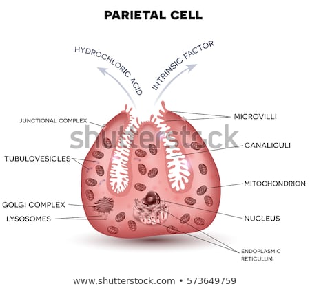 Foto stock: Parietal Cell Secreting Hydrochloric Acid And Intrinsic Factor