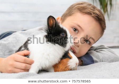 Stock fotó: Funny Guinea Pig Friends Playing Together