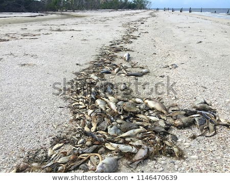 [[stock_photo]]: Red Tide Fish Kill