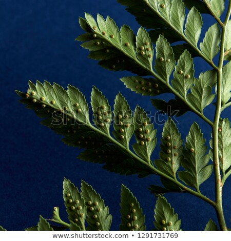 Back Side Of A Fern With Spores On A Dark Blue Background With Space For Text Natural Layout Flat Сток-фото © artjazz