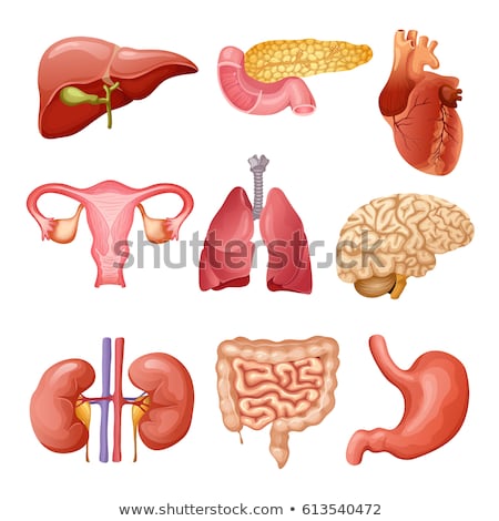 Foto d'archivio: Human Anatomy With Different Internal Organs