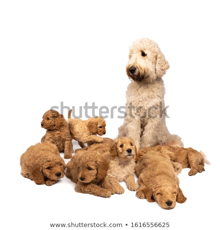 Foto stock: Golden Labradoodle Isolated On White Background