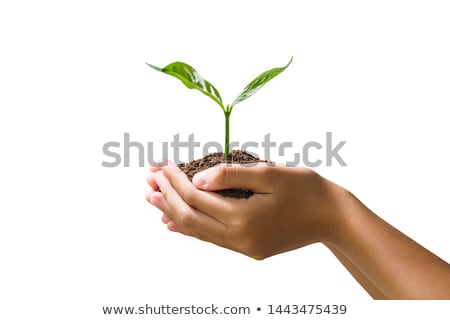 Stock photo: Hands Holding Young Green Plant Isolated On White The Concept Of Ecology Environmental Protection