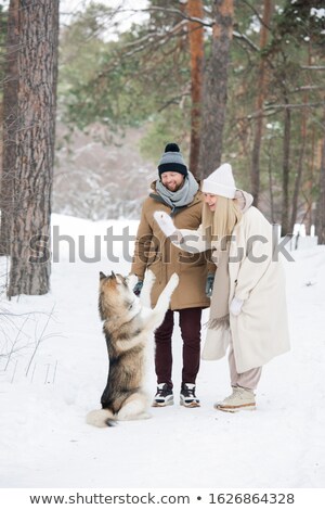 Stock fotó: Happy Young Couple In Winterwear Playing With Purebred Siberian Husky