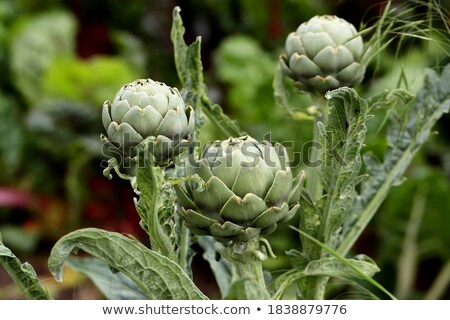 Stok fotoğraf: Artichocke