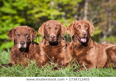 Stockfoto: Chesapeake Bay Retriever