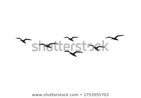 Foto stock: Group Of Seagulls