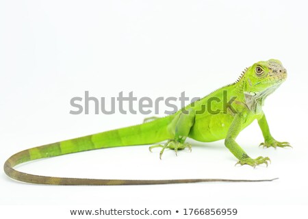 Stockfoto: Iguana Posing