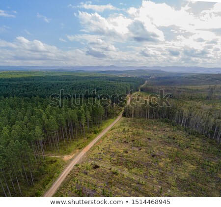 Stockfoto: Cutting Down The Rain Forest