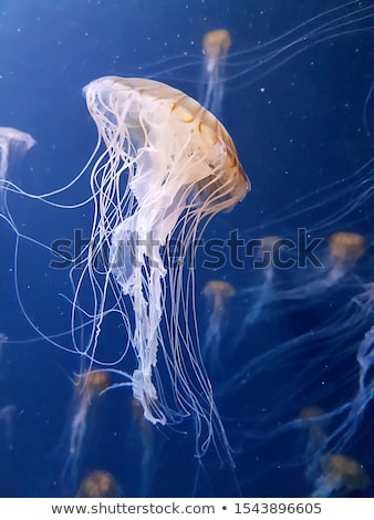 Stock photo: Jelly Fish In The Blue Sea