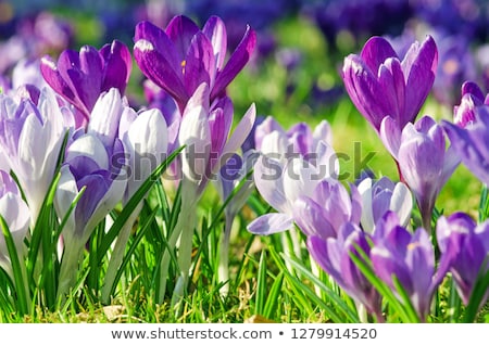 [[stock_photo]]: Rocus · de · printemps