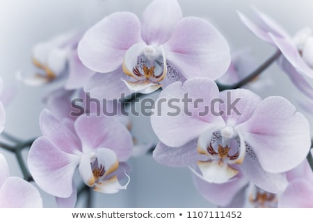 Stockfoto: Colourful Orchid Flowers On Bright Summer Day