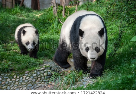 Stok fotoğraf: Giant Panda