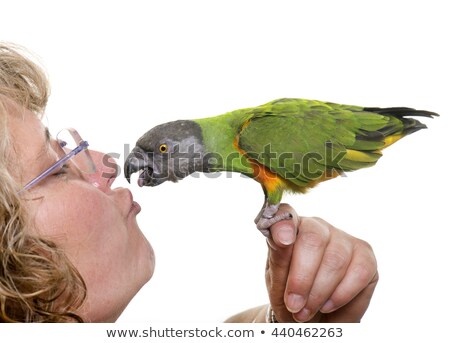 Zdjęcia stock: Senegal Parrot Kissing His Owner