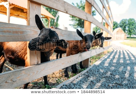 ストックフォト: Goats Are Looking Out Of The Stable